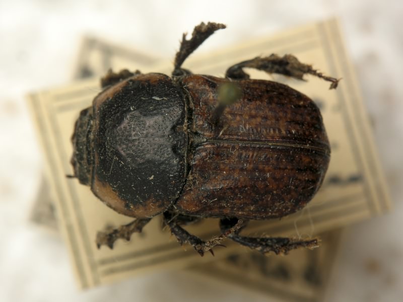 Chironitis hungaricus Herbst, 1789